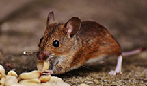 24 Hour & Emergency Exterminators in Westlake Vlg, CA
